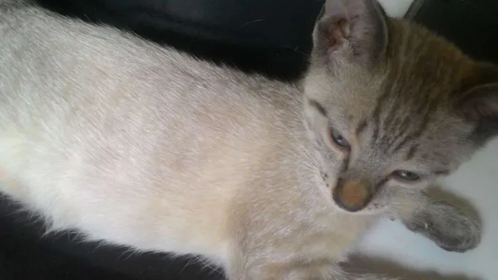 Gato ra a  idade 2 a 6 meses nome não tem