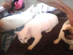 Gato raça 1cianês e 3 vira lata idade 7 a 11 meses nome Cláudio,Send,Mila e 