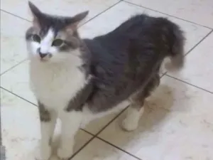 Gato raça SRD idade 5 anos nome Pam