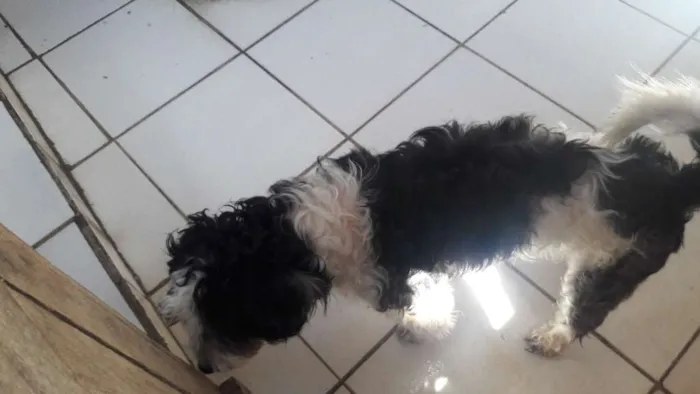 Cachorro raça Poodle  idade 1 ano nome Betovem
