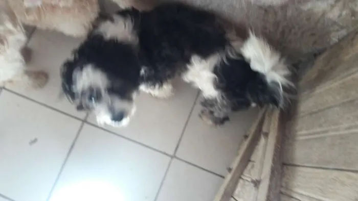 Cachorro raça Poodle  idade 1 ano nome Betovem