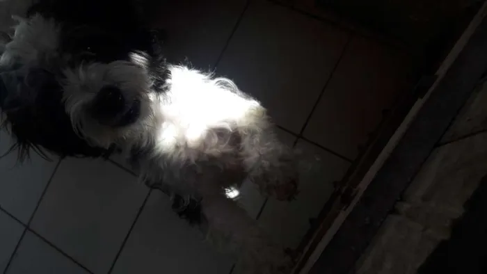 Cachorro raça Poodle  idade 1 ano nome Betovem