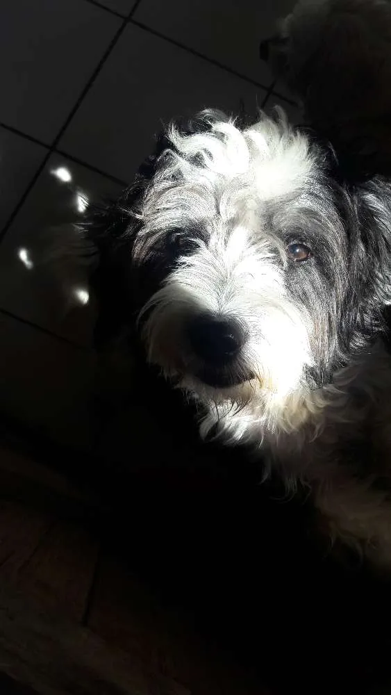 Cachorro raça Poodle  idade 1 ano nome Betovem