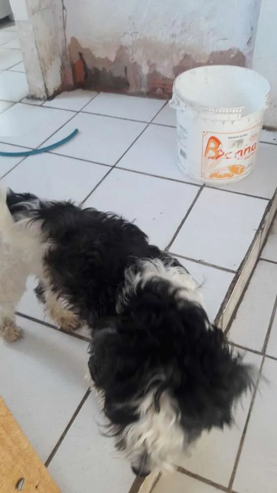 Cachorro raça Poodle  idade 1 ano nome Betovem