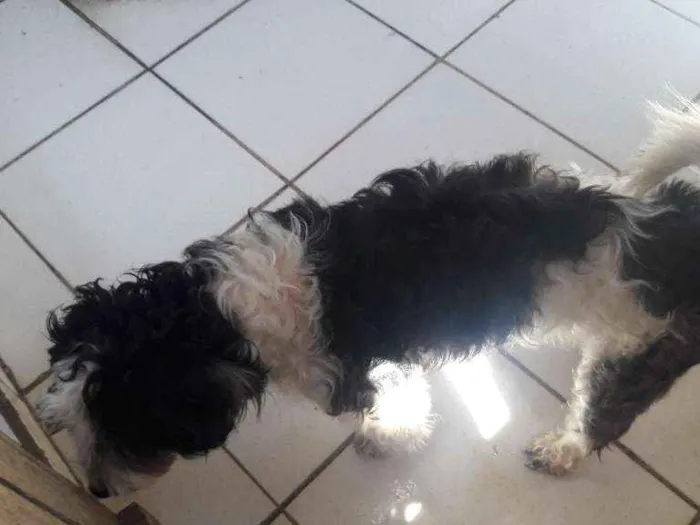 Cachorro raça Poodle  idade 1 ano nome Betovem
