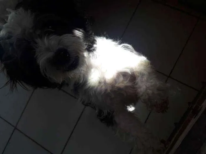 Cachorro raça Poodle  idade 1 ano nome Betovem