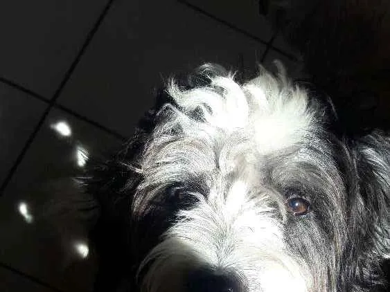 Cachorro raça Poodle  idade 1 ano nome Betovem