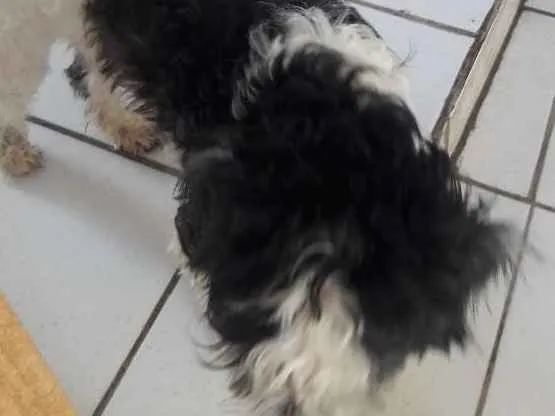 Cachorro raça Poodle  idade 1 ano nome Betovem