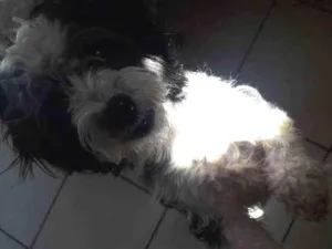 Cachorro raça Poodle  idade 1 ano nome Betovem