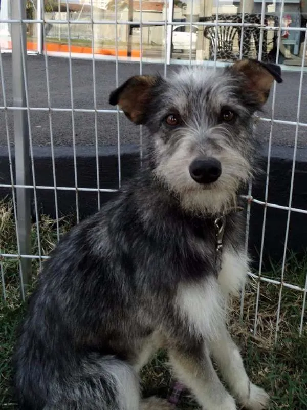 Cachorro ra a SRD idade 2 anos nome Diego