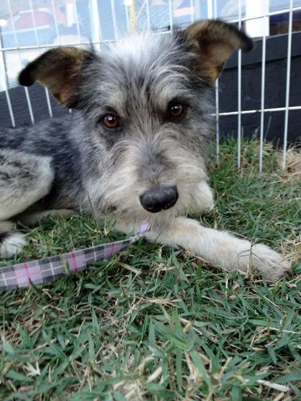 Cachorro ra a SRD idade 2 anos nome Diego