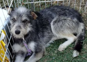 Cachorro raça SRD idade 2 anos nome Diego