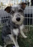 Diego