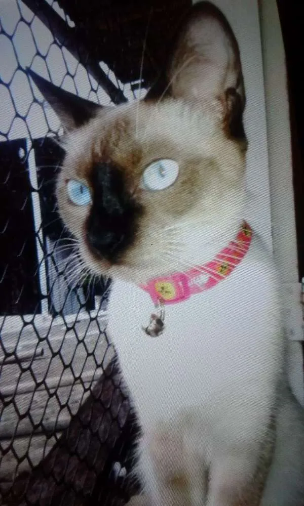 Gato ra a Siamês  idade 1 ano nome Pandora