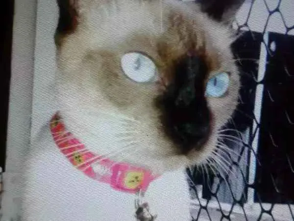 Gato ra a Siamês  idade 1 ano nome Pandora