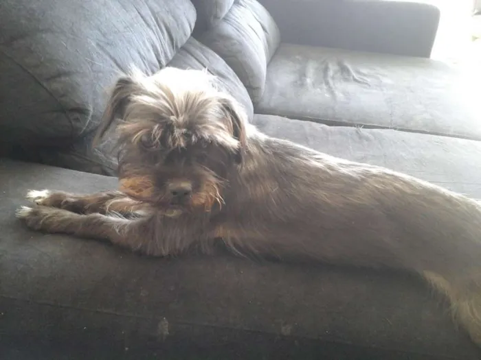 Cachorro ra a Mestiça  idade 2 anos nome July