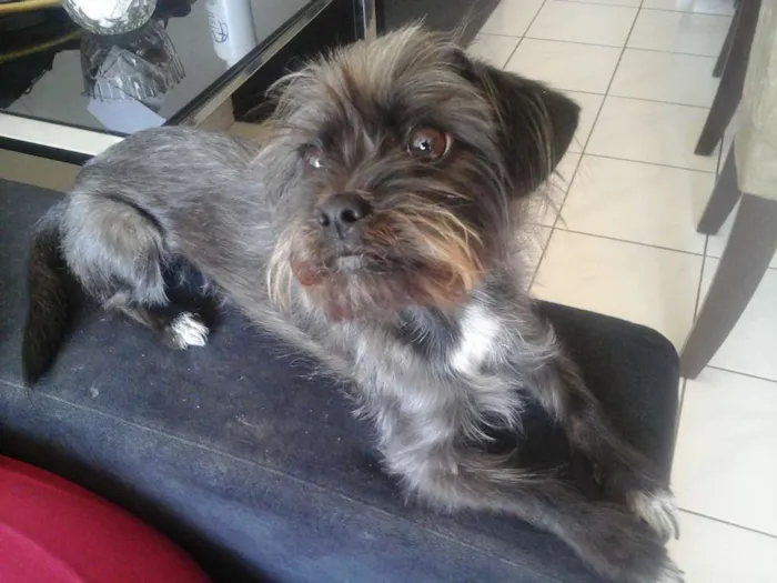 Cachorro ra a Mestiça  idade 2 anos nome July