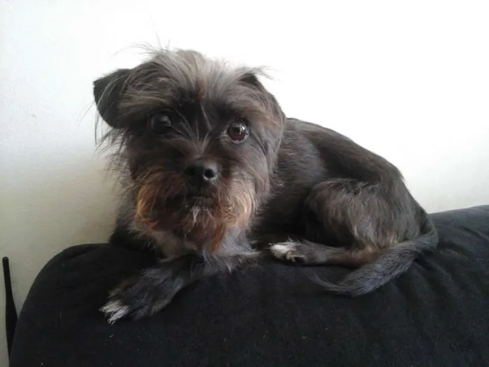 Cachorro ra a Mestiça  idade 2 anos nome July