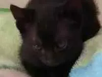 Gato raça  idade Abaixo de 2 meses nome Não tem