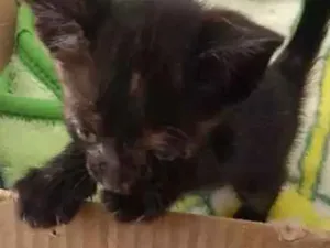 Gato raça  idade Abaixo de 2 meses nome Não tem