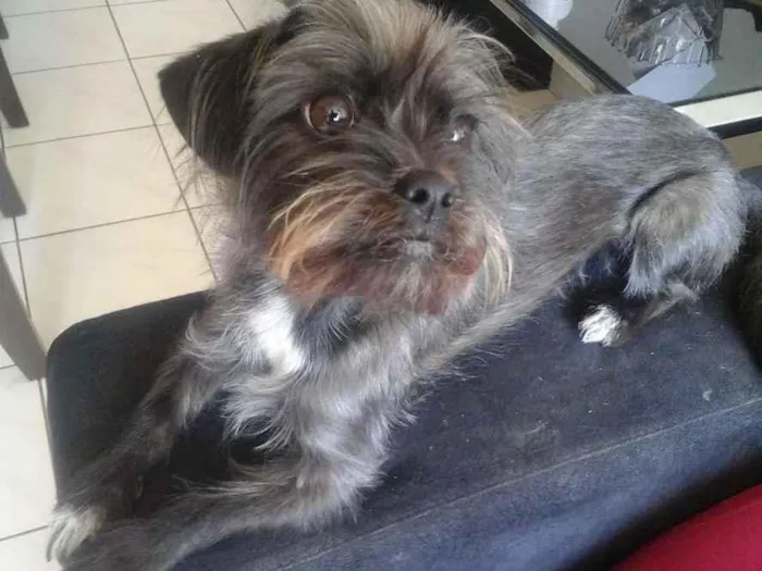 Cachorro ra a Mestiça  idade 2 anos nome July