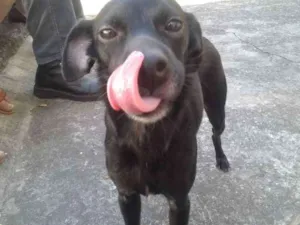 Cachorro raça SRD idade 2 anos nome Liza