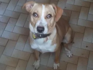 Cachorro raça virá lata  idade 7 a 11 meses nome Meg