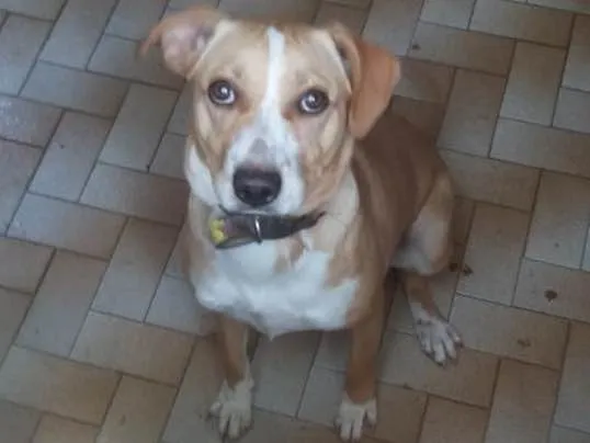 Cachorro ra a virá lata  idade 7 a 11 meses nome Meg