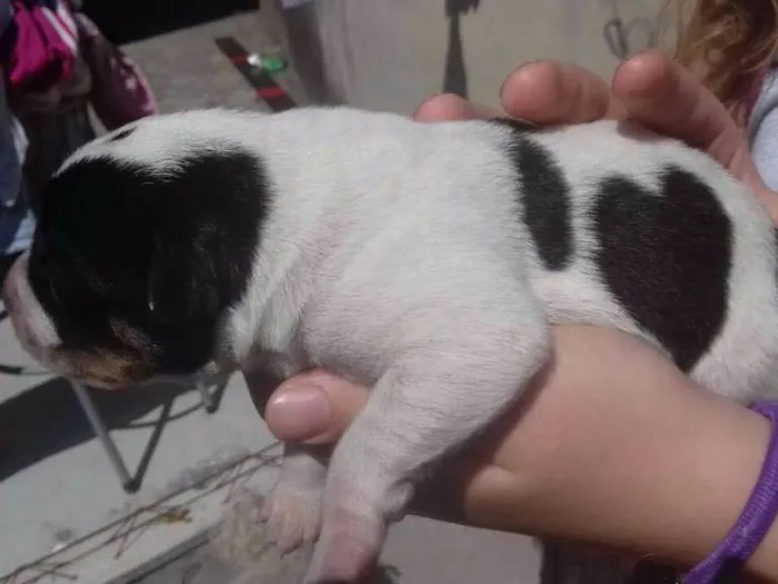 Cachorro ra a SRD idade Abaixo de 2 meses nome FILHOTES