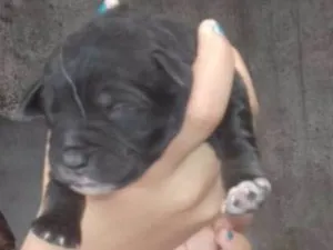 Cachorro raça SRD idade Abaixo de 2 meses nome FILHOTES