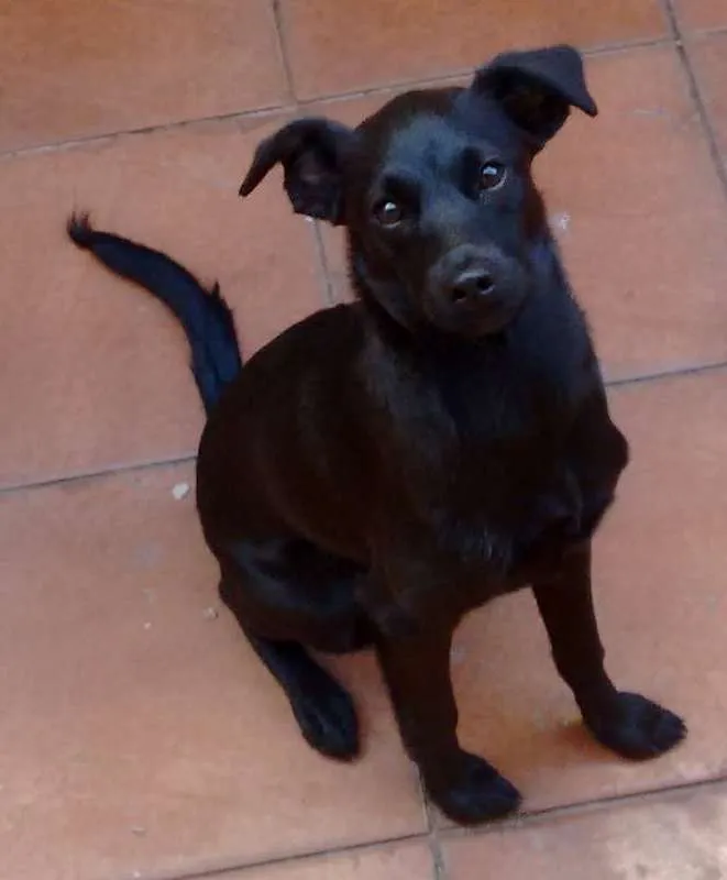 Cachorro raça Vira Lata idade 2 a 6 meses nome Tiana