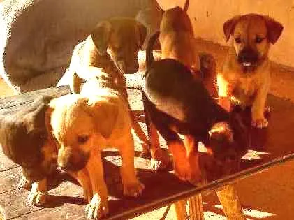 Cachorro ra a vira lata idade 2 a 6 meses nome Adote