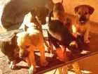 Cachorro raça vira lata idade 2 a 6 meses nome Adote