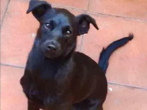 Cachorro raça Vira Lata idade 2 a 6 meses nome Tiana