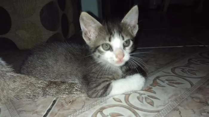 Gato ra a sem definição idade Abaixo de 2 meses nome sem nome