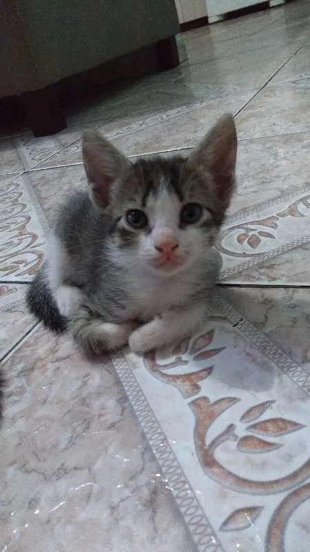 Gato ra a sem raça definida idade Abaixo de 2 meses nome sem nome