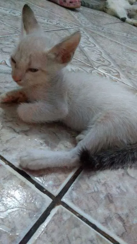 Gato ra a sem raça definida idade Abaixo de 2 meses nome sem nome