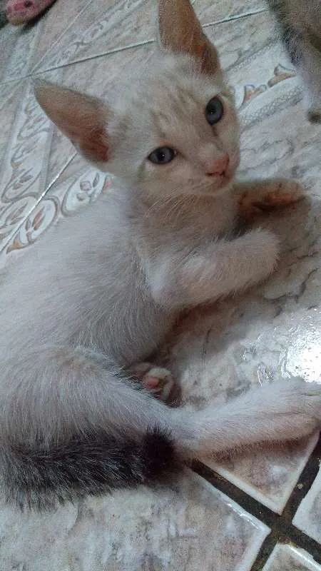 Gato ra a sem raça definida idade Abaixo de 2 meses nome sem nome