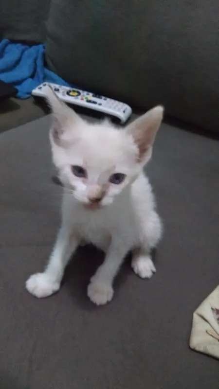 Gato ra a sem raça definida idade Abaixo de 2 meses nome sem nome