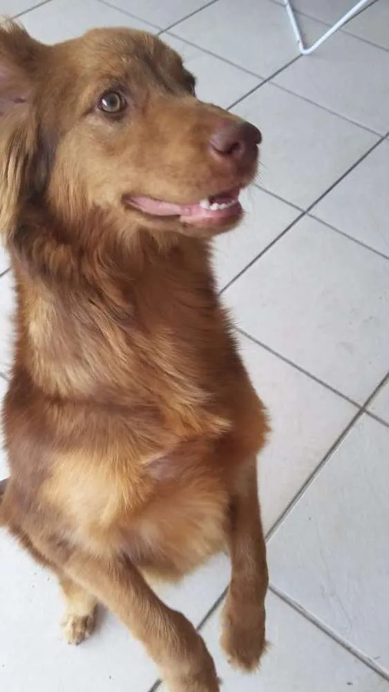 Cachorro ra a RND idade 1 ano nome Théo