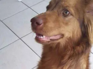 Cachorro raça RND idade 1 ano nome Théo
