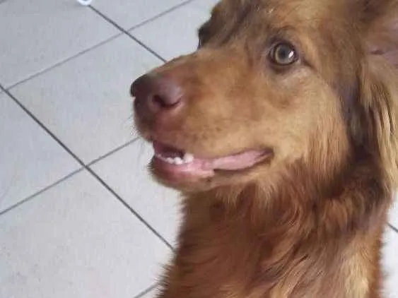 Cachorro ra a RND idade 1 ano nome Théo