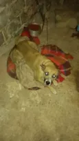 Naja