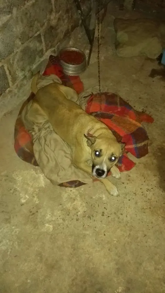 Cachorro ra a Mistura de box idade 2 anos nome Naja