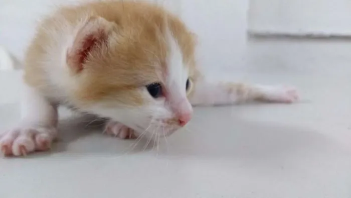 Gato ra a SRD idade Abaixo de 2 meses nome Filhote 