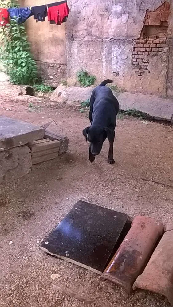 Cachorro ra a labrador idade 2 a 6 meses nome spaik