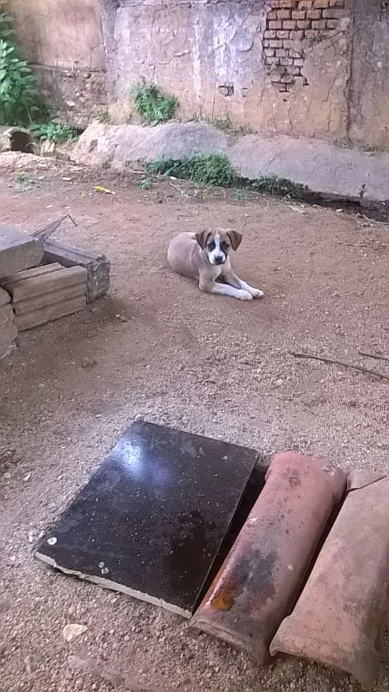 Cachorro ra a labrador idade 2 a 6 meses nome spaik