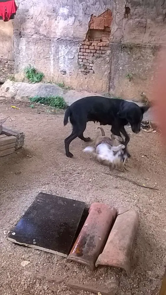 Cachorro ra a labrador idade 2 a 6 meses nome spaik