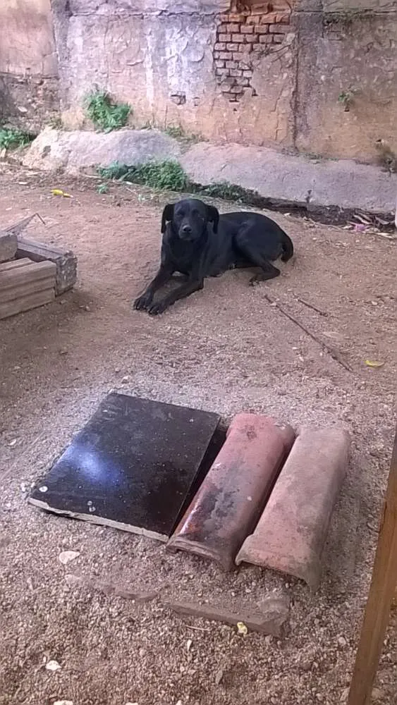 Cachorro ra a labrador idade 2 a 6 meses nome spaik
