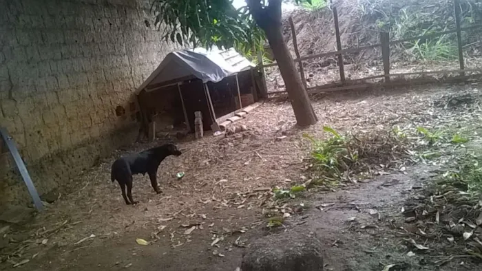 Cachorro ra a labrador idade 2 a 6 meses nome spaik